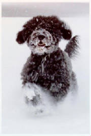 chloesnow.jpg